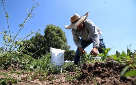 Michoacán produce el 93 por ciento de la lenteja del país 
